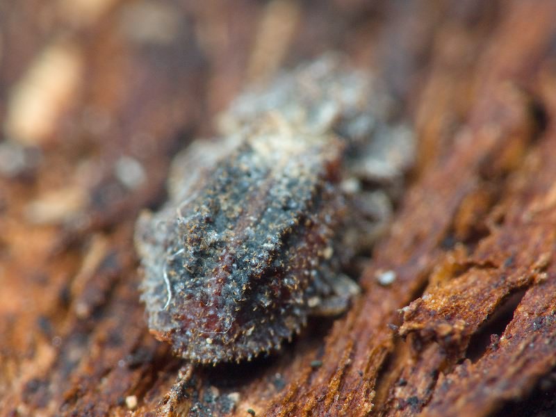 Endophloeus exculptus Germar, 1847